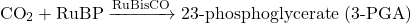 \[ \text{CO}_2 + \text{RuBP} \xrightarrow{\text{RuBisCO}} 2 \text{3-phosphoglycerate (3-PGA)} \]