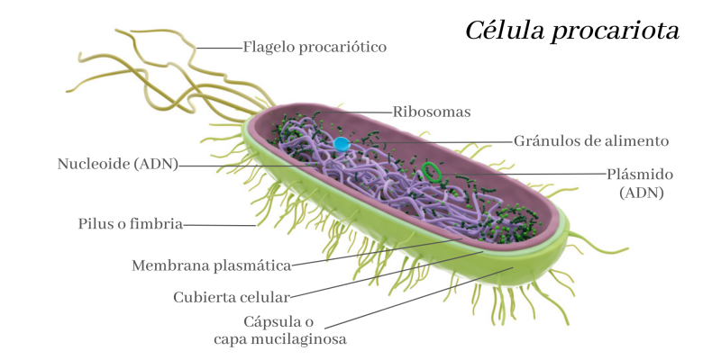 Sel prokariotik 