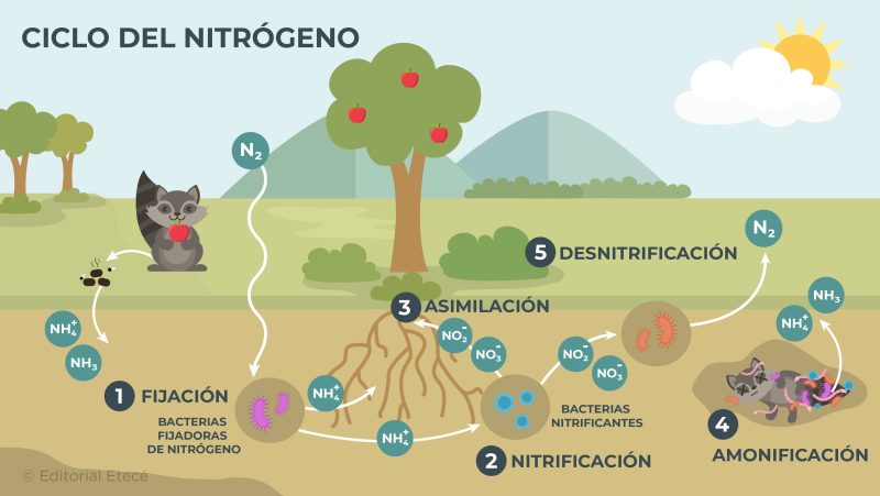 Siklus nitrogen – Apa itu, tahapan dan pentingnya