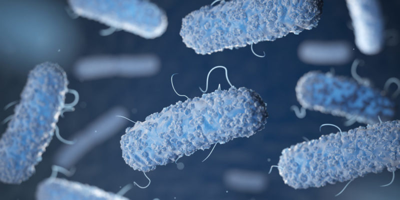 Mikroba Escherichia coli hidup di usus.