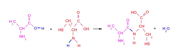 ikatan peptida