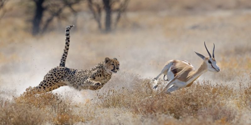 Fauna Afrika mencakup banyak hewan liar seperti macan tutul dan antelop.