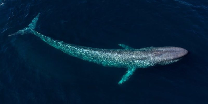 Paus biru dapat memiliki berat hingga 180 ton dan merupakan hewan terbesar di dunia.