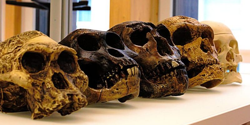 Antropologi genetik mempelajari evolusi hominid dan spesies tetangganya.