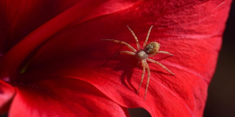 Arthropoda – Apa itu, Jenis, Contoh dan Ciri-cirinya