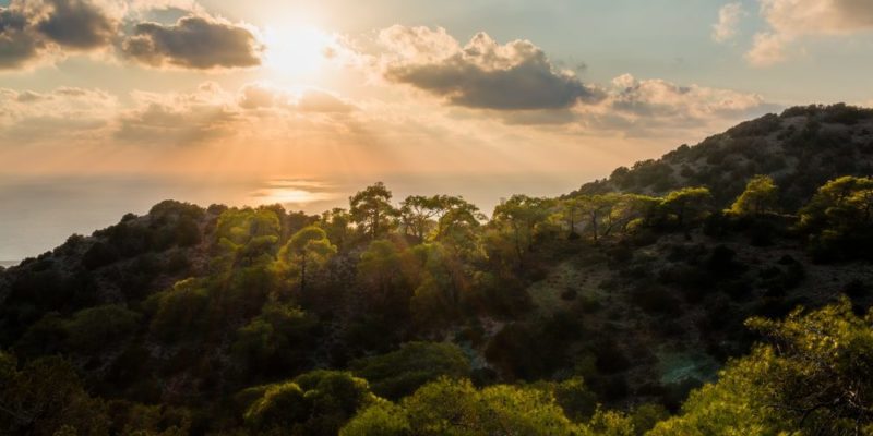 Hutan Mediterania – Konsep, flora, fauna, relief dan iklim