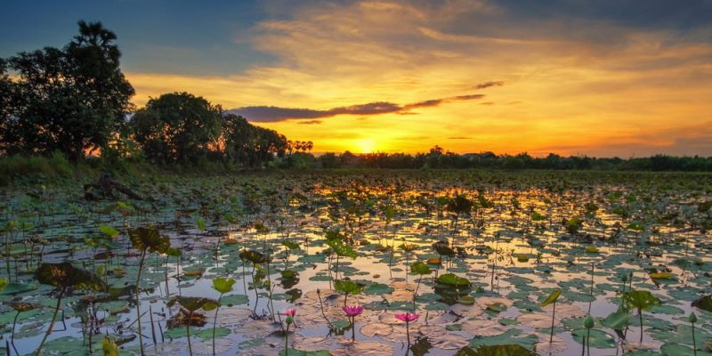 Rawa – Konsep, Bentukan, Flora, Fauna dan Contohnya