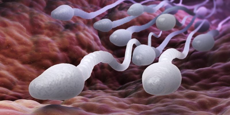 Spermatogenesis – Konsep, fase dan apa itu oogenesis