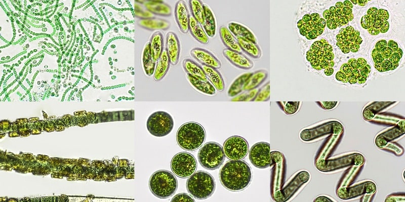 Fotosintesis adalah aktivitas metabolisme utama fitoplankton.