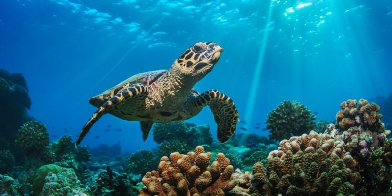 Banyak makhluk hidup yang habitatnya di laut, baik di dasar maupun di permukaan.