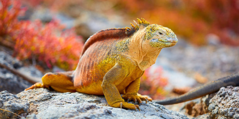 Ada reptil herbivora yang menelan batu untuk menggiling makanan yang dimakannya.