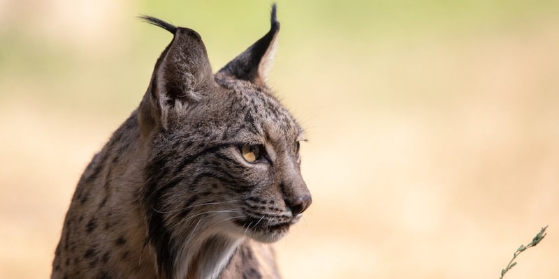 Lynx Iberia adalah spesies kucing paling terancam punah di dunia.