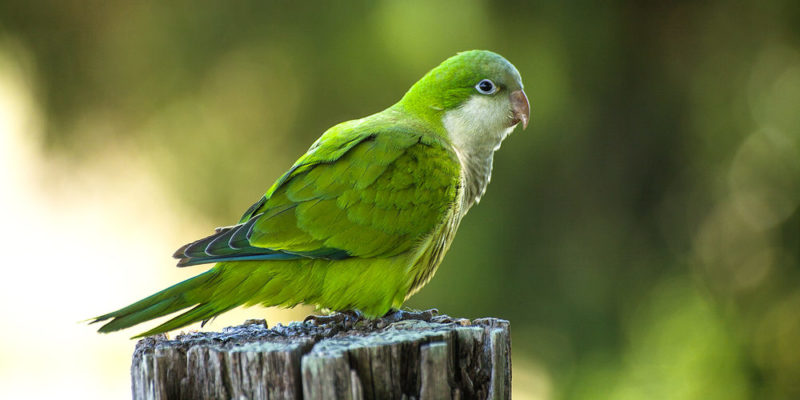 Burung beo mampu meniru berbagai kata dengan cukup setia.