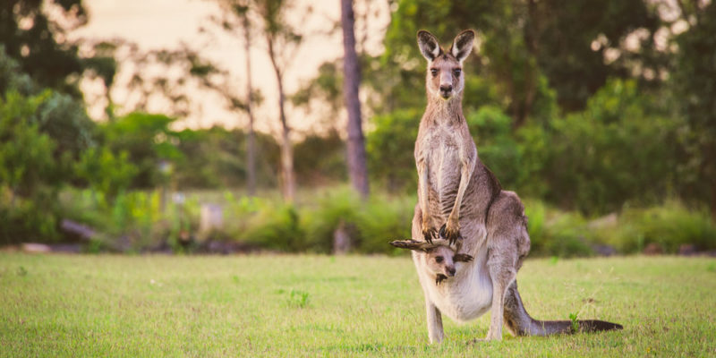 Marsupialia membawa keturunannya yang baru lahir dalam kantung kulit yang disebut marsupium.