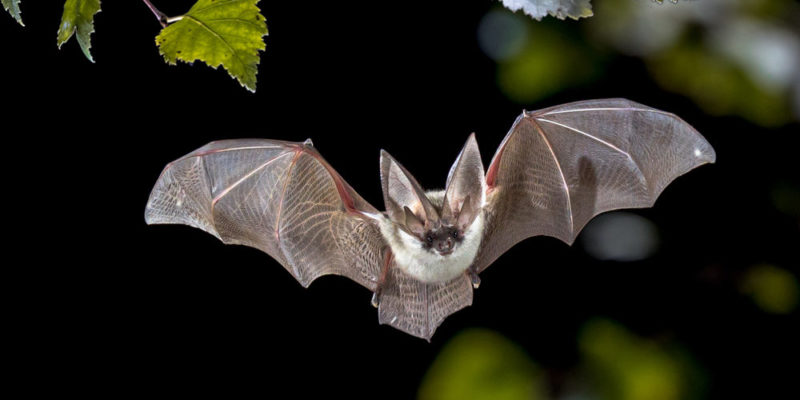 Kelelawar merupakan satu-satunya genus mamalia terbang.