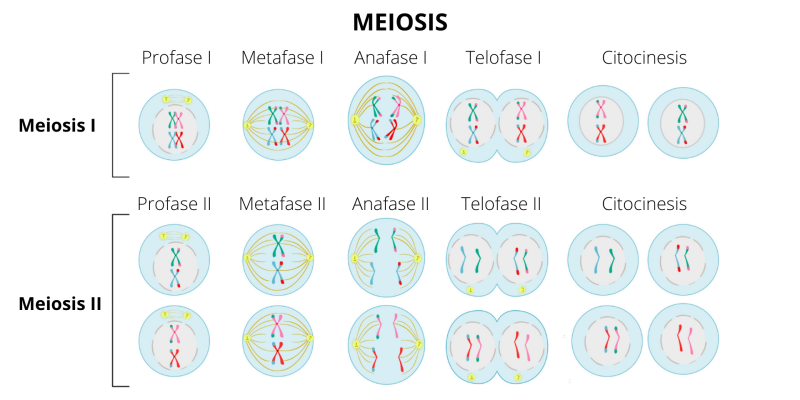 meiosis