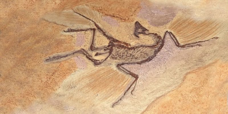 Apa Itu Paleontologi? Yuk, Kenalan Sama Ilmu yang Keren Ini ...