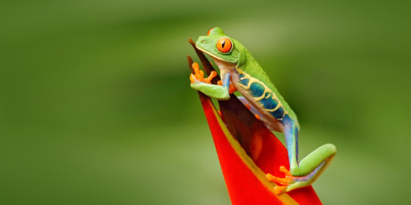 Zoologi umum membahas aspek generik dan umum dari spesies yang berbeda.