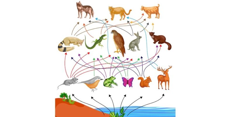 Jaring makanan memungkinkan kita melacak aliran energi di antara semua spesies.