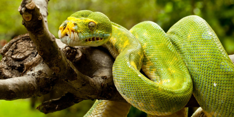 Herpetologi mempelajari reptil dan amfibi.