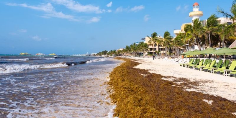 Sargassum – Konsep, penyebab, dampak terhadap pariwisata dan bahaya