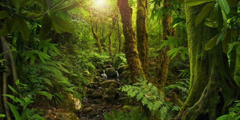 Hutan – Konsep, flora, fauna dan perbedaannya dengan gurun