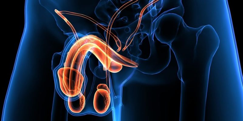 Sistem Reproduksi Pria – Konsep, Fungsi dan Organ